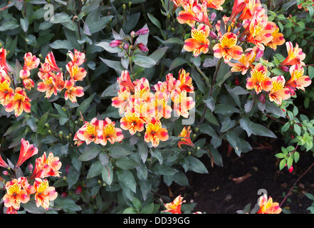 Orange and yellow alstroemeria flowers (Alstroemeriaceae), native to South America Stock Photo