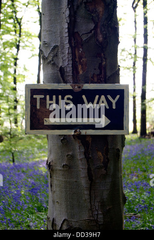 Hand painted 'This Way' sign on a tree in a field of bluebells Stock Photo
