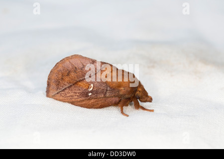Drinker Moth; Eithrix potatoria; Male; Summer; UK Stock Photo