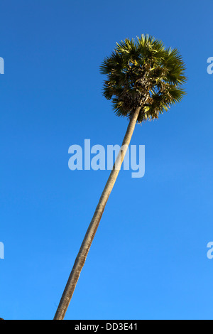 Cambodian Palm tree against a clear blue sky on a bright sunny day Stock Photo