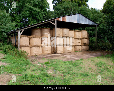 Round hay bales stored in an old barn, Dorset, UK 2013 Stock Photo