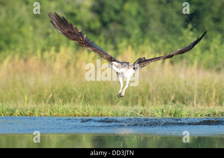 An Osprey takes off following an unsuccessful dive Stock Photo