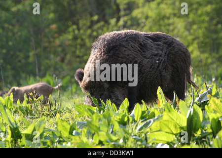 Close-up of a mature male Wild Boar (Sus Scrofa) Stock Photo