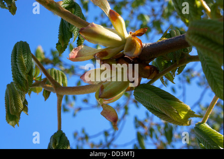 Close-up of Sticky Buds Conkers forming on Horse Chestnut Tree (Aesculus hippocastanum) Stock Photo