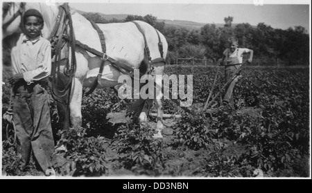 Two boys cultivate a field with horse drawn hand plow - - 285661 Stock Photo