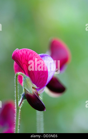 Lathyrus odoratus 'Cupani'. Single pink sweet pea flower. Stock Photo
