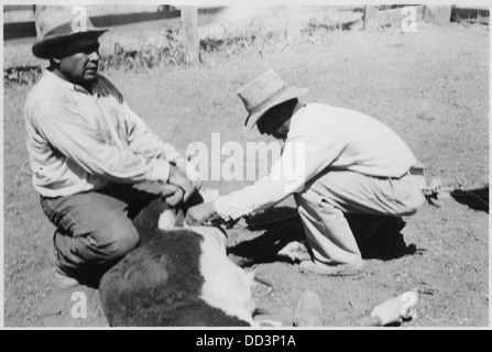 This image shows a cattle branding mark, used to identify livestock ...