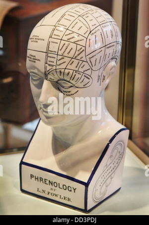 A model of a head used for phrenology. Stock Photo