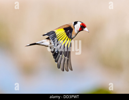 Goldfinch in-flight Stock Photo