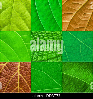 Green leafs square collage - seamless tropical plant collection Stock Photo