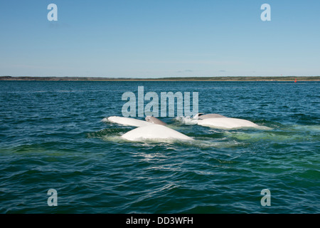 Canada, Manitoba, Churchill. Churchill River Estuary, wild beluga whales (Delphinapterus leucas). Darker gray baby whale. Stock Photo