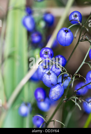 Indigo royal blue berries of the Australian and Tasmanian evergreen perennial herb 'Dianella caerulea', blue flax-lily, blueberry lily, or paroo lily Stock Photo