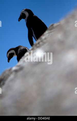 African Penguins on rocks at Boulders Beach, South Africa.