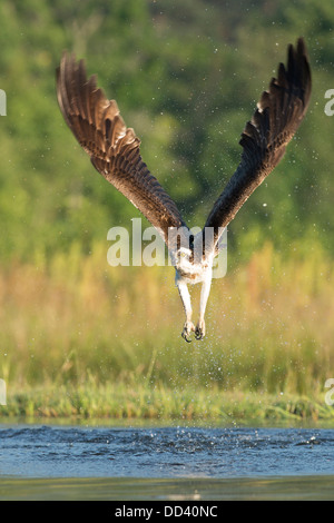 An Osprey takes off following an unsuccessful dive Stock Photo