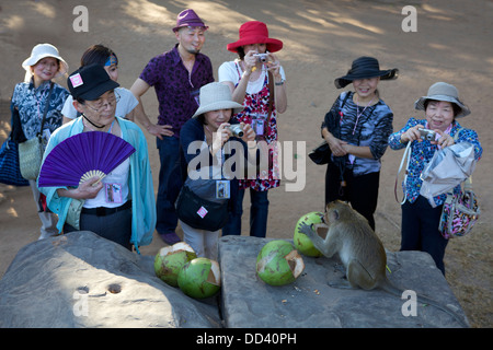 Japanese tourists photographing a monkey eating a coconut at Angkor Wat, Cambodia Stock Photo