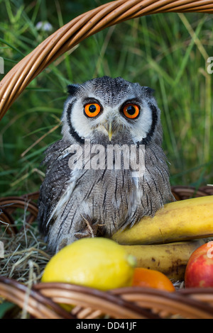 Male Southern white-faced Scops Owl (Ptilopsis granti)in a wicker fruit basket Stock Photo