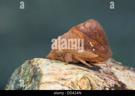 Drinker Moth; Eithrix potatoria; Male; Summer; UK Stock Photo