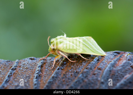 Green Silver Lines Moth; Pseudoips prasinan britnnica; July; UK Stock Photo