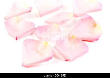 Pink rose petals romance background Stock Photo