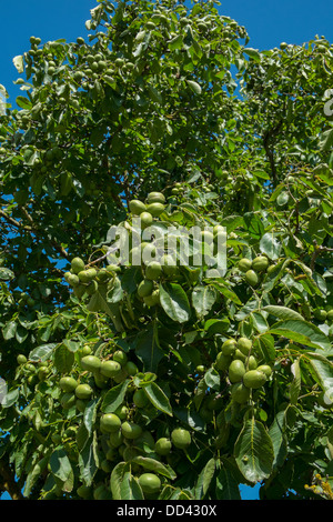 Walnut tree with ripening fruit, England, August Stock Photo