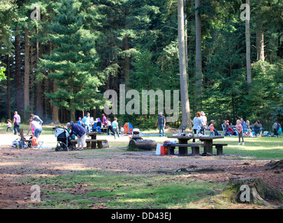 Picnic area in the woods, Bolderwood park, New Forest, Hampshire, UK 2013 Stock Photo