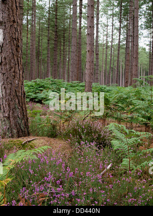 Heather and bracken growing under pine trees, Ringwood Forest, Hampshire, UK 2013 Stock Photo