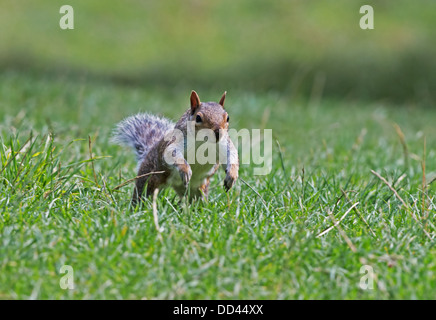 Grey Squirrel - Sciurus carolinensis running. Summer. Sussex. Uk Stock Photo