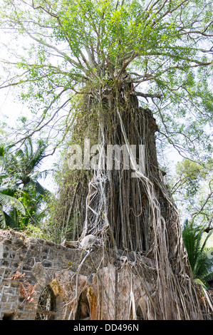 Old tree near ruins of a church, Presbyterian Church, Ross Island, Port Blair, Andaman And Nicobar Islands, India Stock Photo