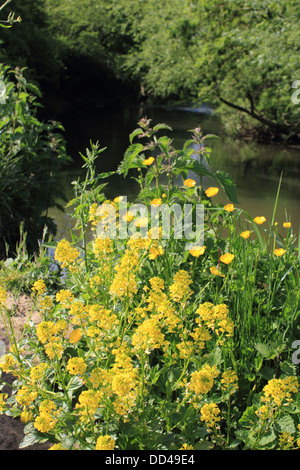 The River Mole at Mickleham between Dorking and Leatherhead, Surrey, England UK Stock Photo