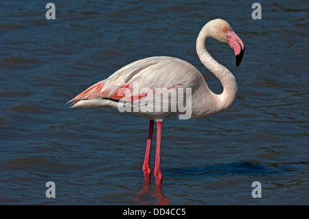 Greater Flamingo (Phoenicopterus roseus) foraging in a lake, Camargue, France