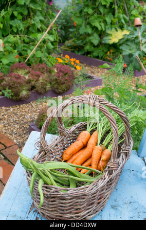 Runner beans growing in a wicker container in a garden, Chipping Stock ...