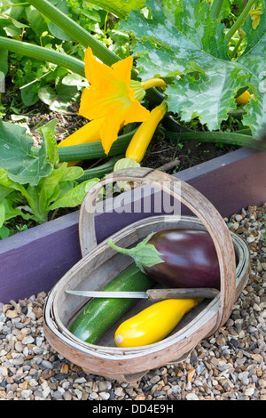 Courgette, 'Soleil' growing in small raised bed, with trug of harvested courgettes and aubergine. Stock Photo