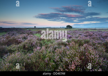 flowering pink heather at sunrise, Drenthe, Netherlands Stock Photo