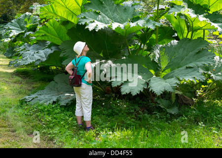 Woman looking at Gunnera Manicata, Giant Rhubarb, England, August Stock Photo