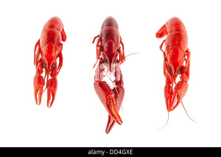 Three red crayfish Stock Photo
