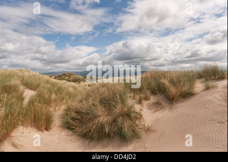 Marram grass amongst Ynyslas sand dunes stabilising the still growing rolling shingle ridge and sandy mounds Stock Photo