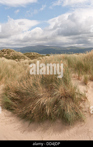 Marram grass amongst Ynyslas sand dunes stabilising the still growing rolling shingle ridge and sandy mounds Stock Photo