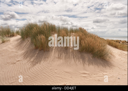 Marram grass amongst Ynyslas sand dunes stabilising the still growing rolling shingle ridge and sandy mounds Stock Photo