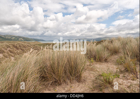 Marram grass amongst Ynyslas sand dunes stabilising the still growing rolling shingle ridge and sandy mounds Stock Photo