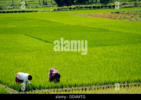 Indian farmers sowing seeds in a paddy field, Karnataka, India Stock Photo