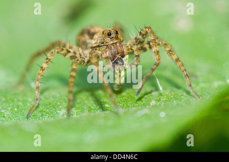 Wolf spider eating a grasshopper. Stock Photo