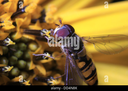 Hover fly on yellow flower Stock Photo