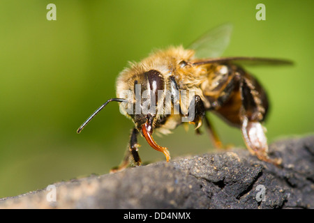 Honey Bee (Apis mellifera) drinking water. Stock Photo