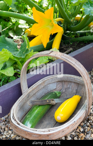 Courgette, 'Soleil' growing in small raised bed, with trug of harvested courgettes. Stock Photo