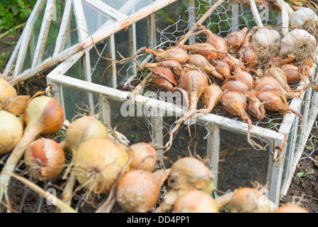 Maincrop onions lifted and drying on wire frames, with shallots drying on wire netting over an old victorian lantern cloche. Stock Photo