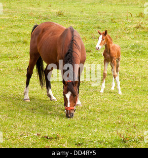 young foal and grazing brown mare in meadow Stock Photo