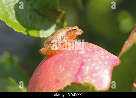 Portrait of,Spring Peeper frog,Pseudacris crucifer, on an apple in  Quebec,Canada. Stock Photo