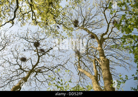 Crows nests in a Beech copse in Wiltshire, UK Stock Photo