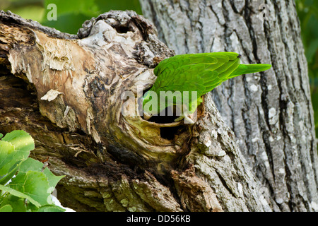 Red-Crowned Parrot (Amazona viridigenalis) adult at nest cavity, Texas, USA. Stock Photo