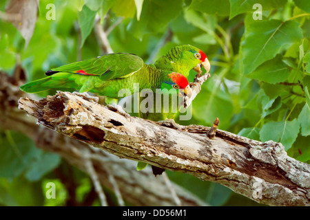 Red-Crowned Parrot (Amazona viridigenalis) adults playing with bark at nest cavity, Texas, USA. Stock Photo